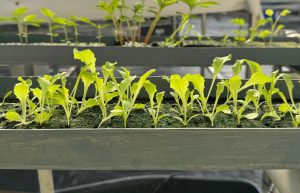 Fisiologi dan Manajemen Praktis Daun Sejati dalam Fase Awal Pertumbuhan Tanaman - CV GOODPLANT Indonesia Bibit Hasil Semai