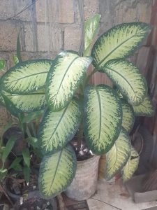 Daun Bahagia