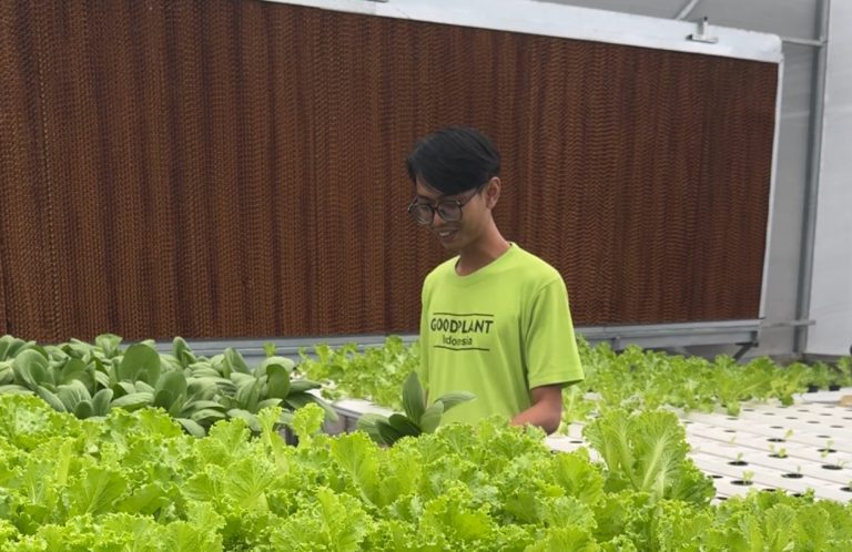 Selada Hidroponik vs Selada Tanah: Analisis Komparatif Nutrisi, Keamanan Pangan, dan Efisiensi Ekologis - CV GOODPLANT Indonesia Kebun Selada