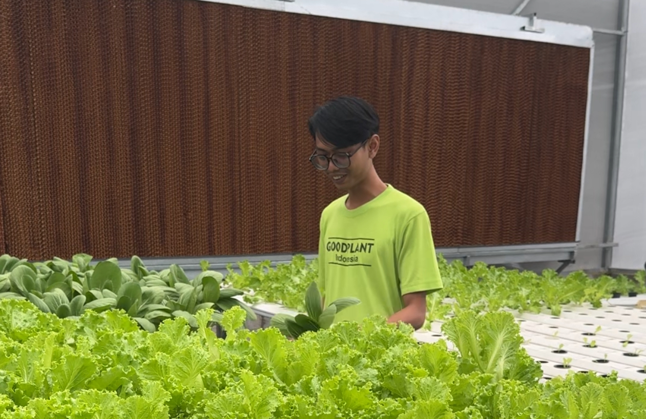 Selada Hidroponik vs Selada Tanah: Analisis Komparatif Nutrisi, Keamanan Pangan, dan Efisiensi Ekologis - CV GOODPLANT Indonesia Kebun Selada