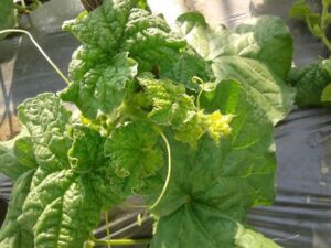 Daun Melon Kuning dan Keriting? Waspada Serangan Virus Gemini - CV GOODPLANT Indonesia Tanaman Melon Terjangkit Virus.