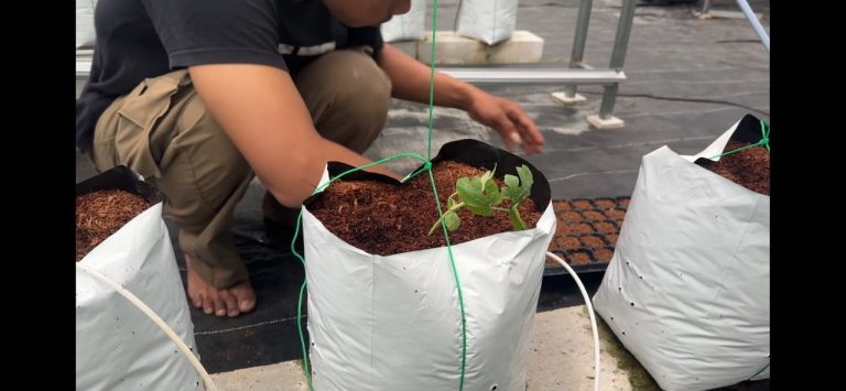 Mengenal Zat Tanin pada Sabut Kelapa: Kandungan Alami yang Perlu Diwaspadai Pecinta Tanaman - CV GOODPLANT Indonesia Media Tanam Cocopeat