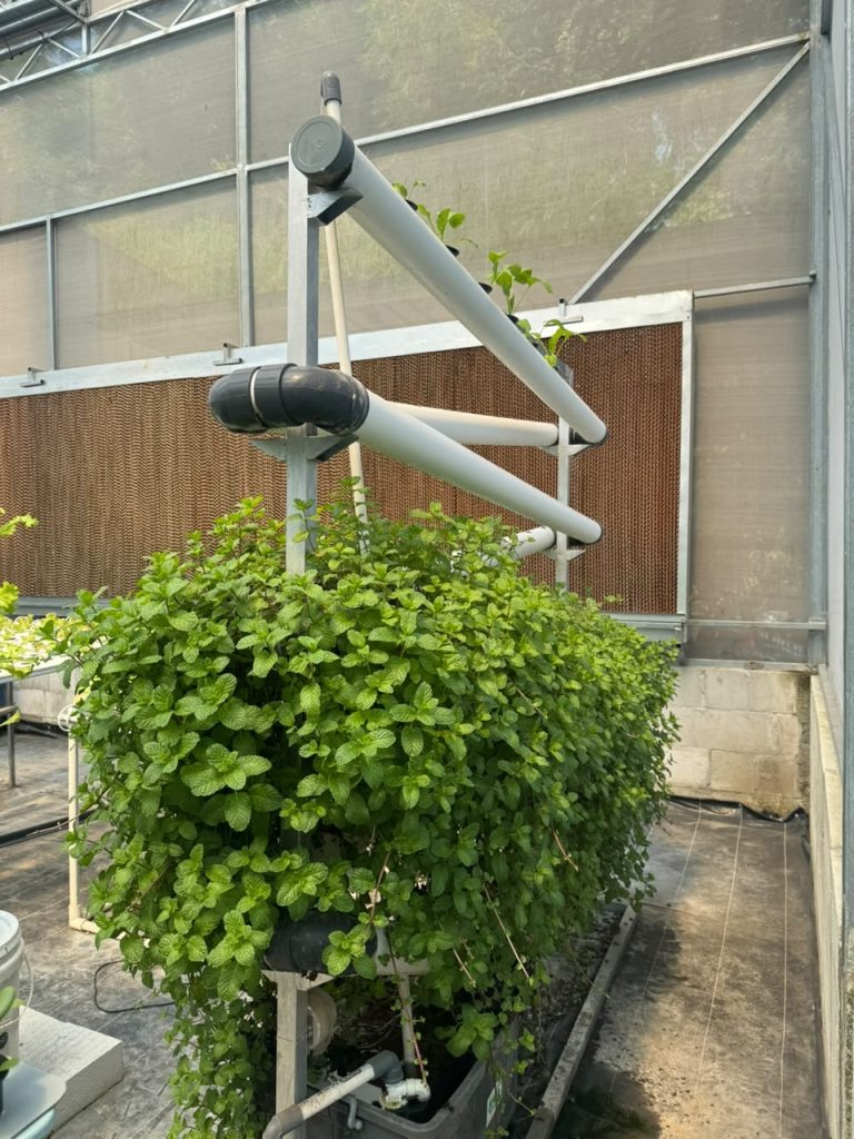 Manfaat Daun Mint untuk Kesehatan dan Cara Praktis Mengonsumsinya - CV GOODPLANT Indonesia Tanaman Mint