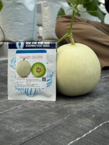 Mengapa Panen Melon Harus Menyisakan Tangkai? Rahasia Bebas Busuk - CV GOODPLANT Indonesia Melon Hidroponik Honey Globe