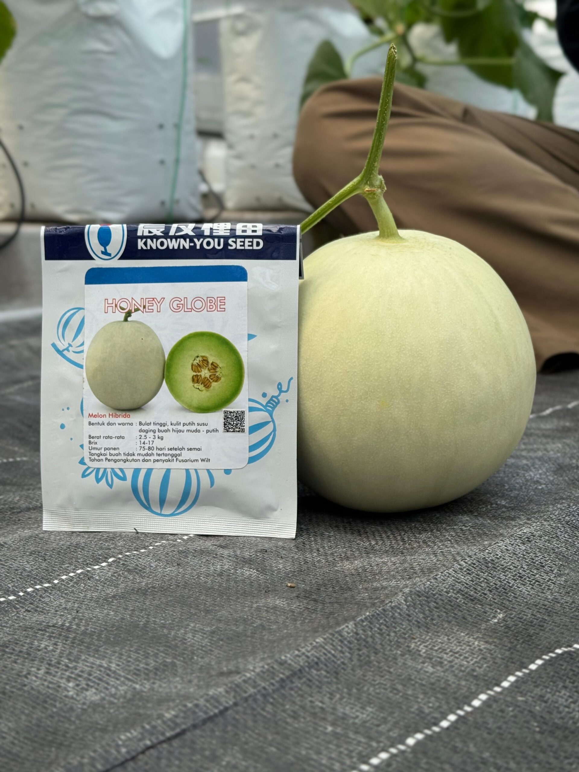 Mengapa Panen Melon Harus Menyisakan Tangkai? Rahasia Bebas Busuk - CV GOODPLANT Indonesia Melon Hidroponik Honey Globe