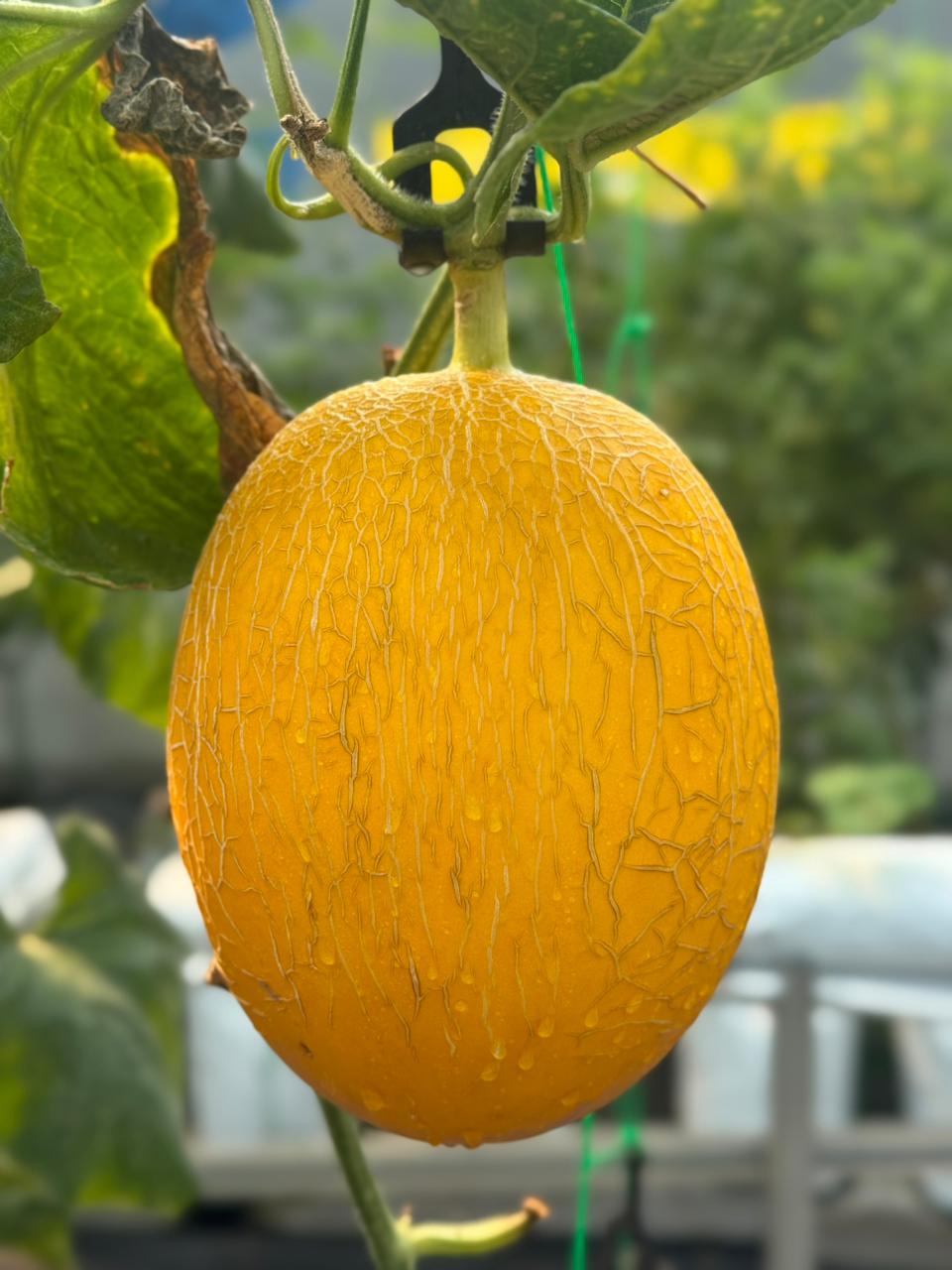 Mengapa Melon Hidroponik Eksklusif Kini Jadi Primadona Pasar Sultan - CV GOODPLANT Indonesia Melon Jenis Sweet Lavender.